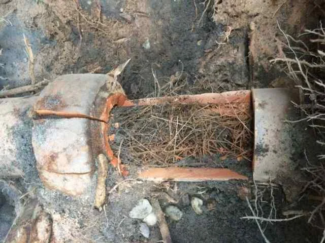 Cracked and root-blocked terracotta drainage pipe excavated from a residential property